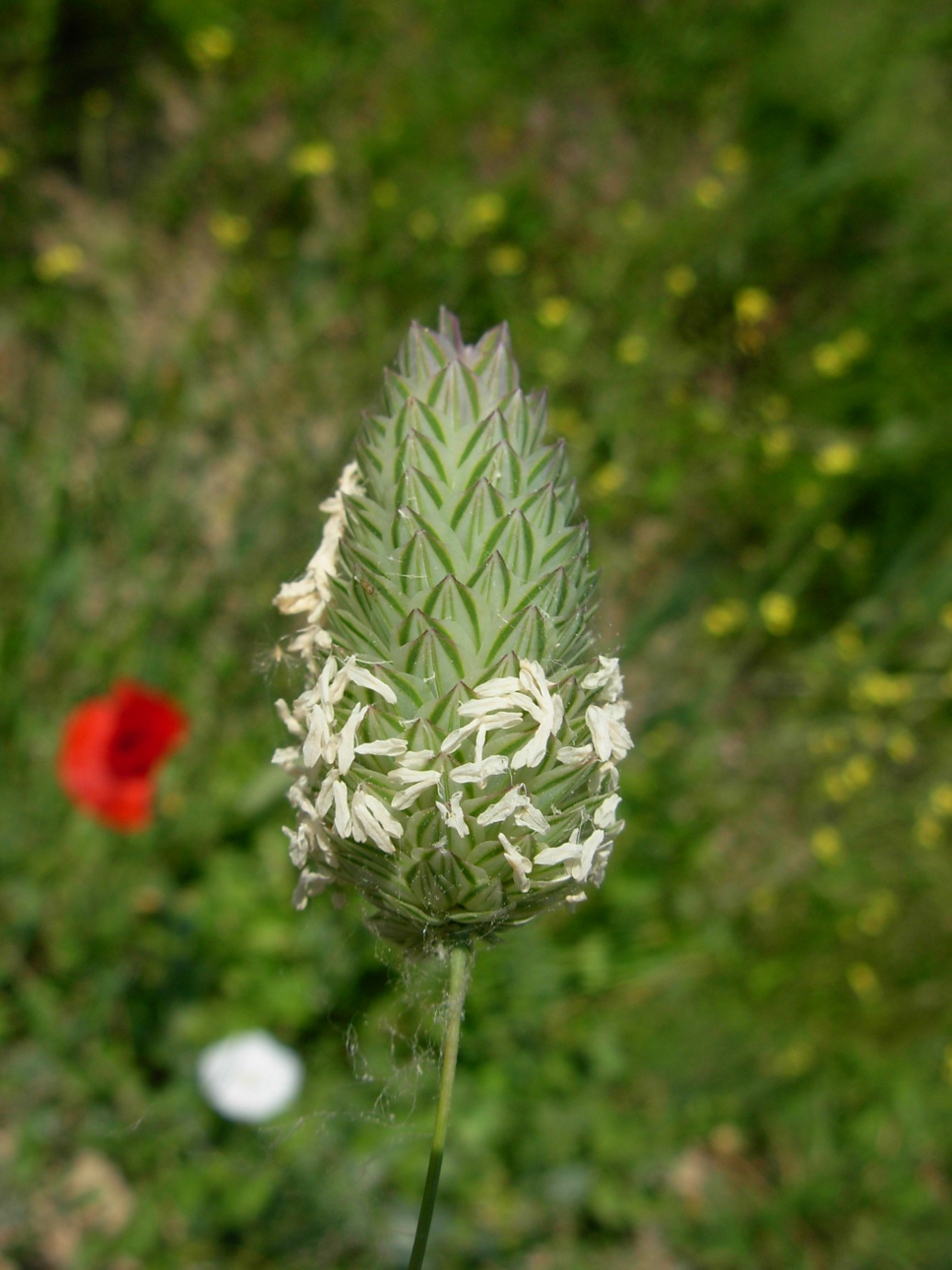 Phalaris brachystachys / Scagliola cangiante